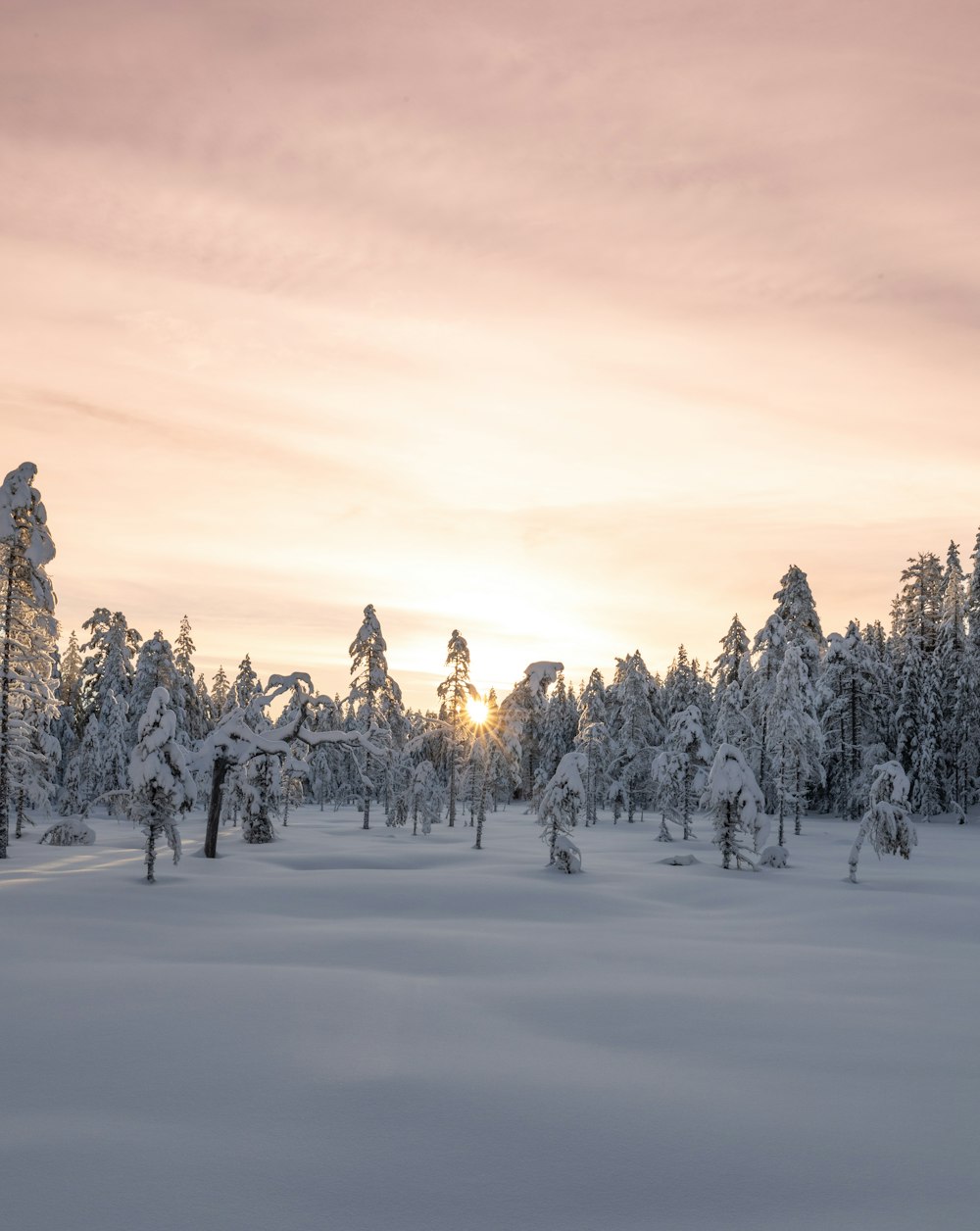 a snow covered field with trees in the background