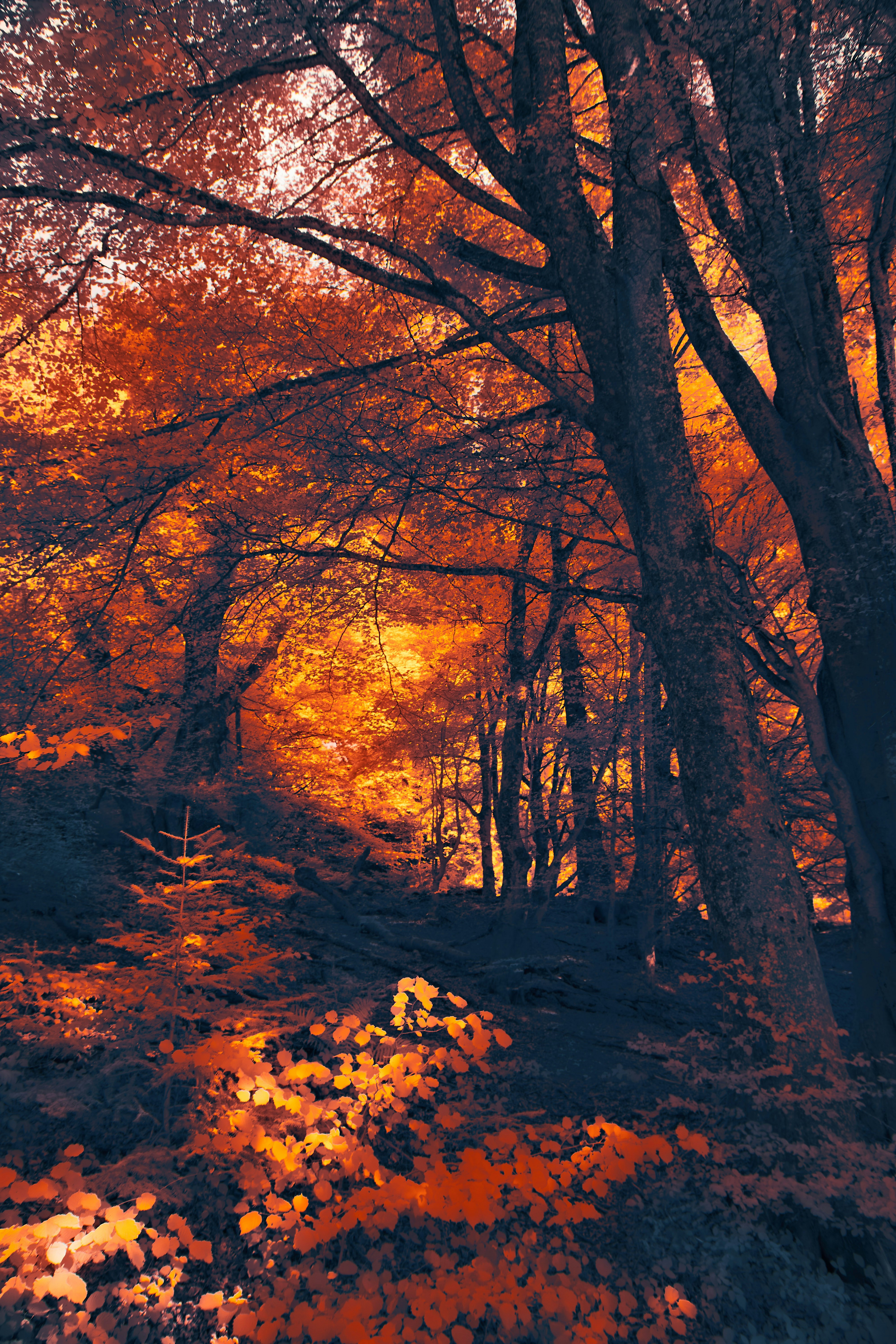 Photo by wolfgang_hasselmann