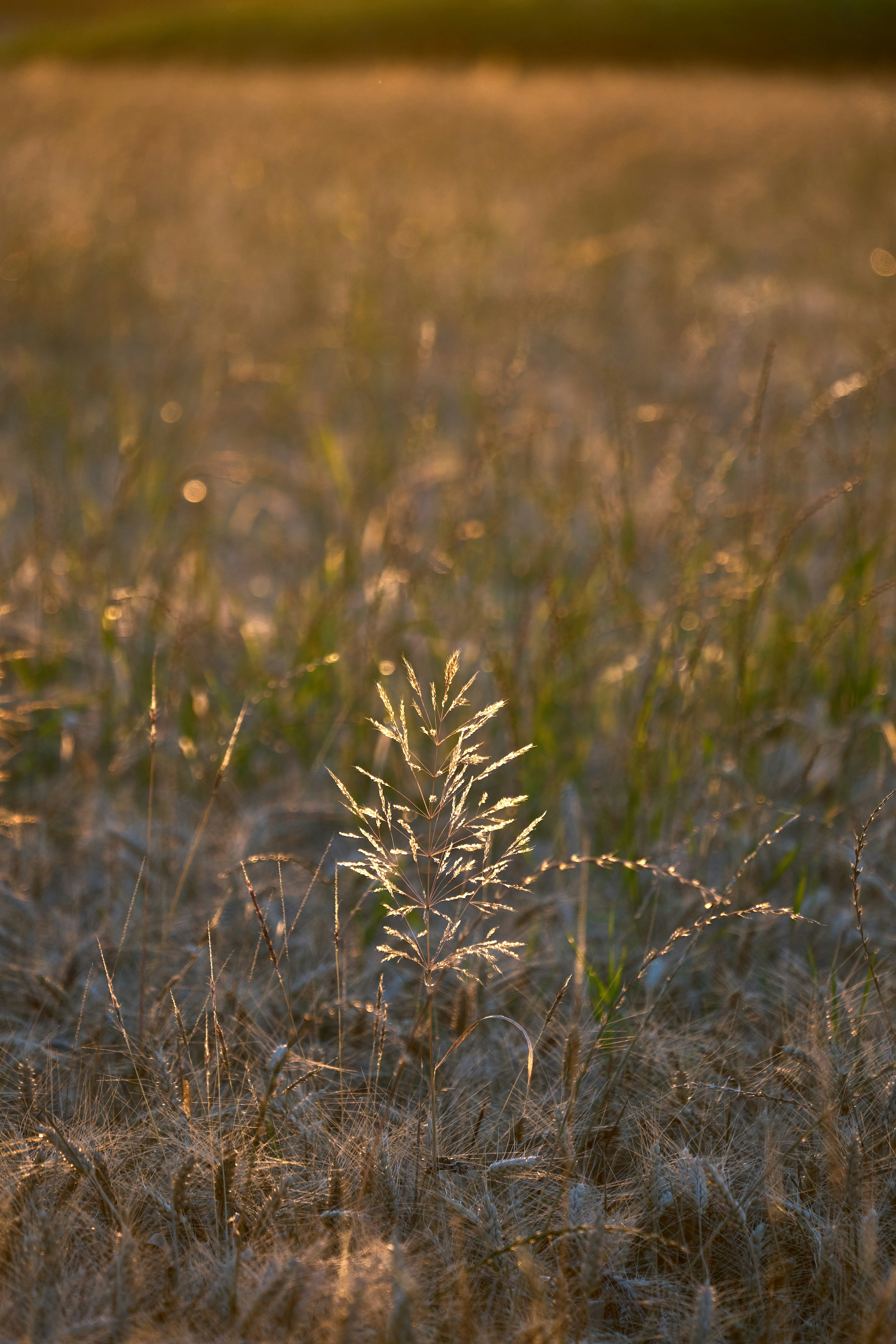 Photo by wolfgang_hasselmann