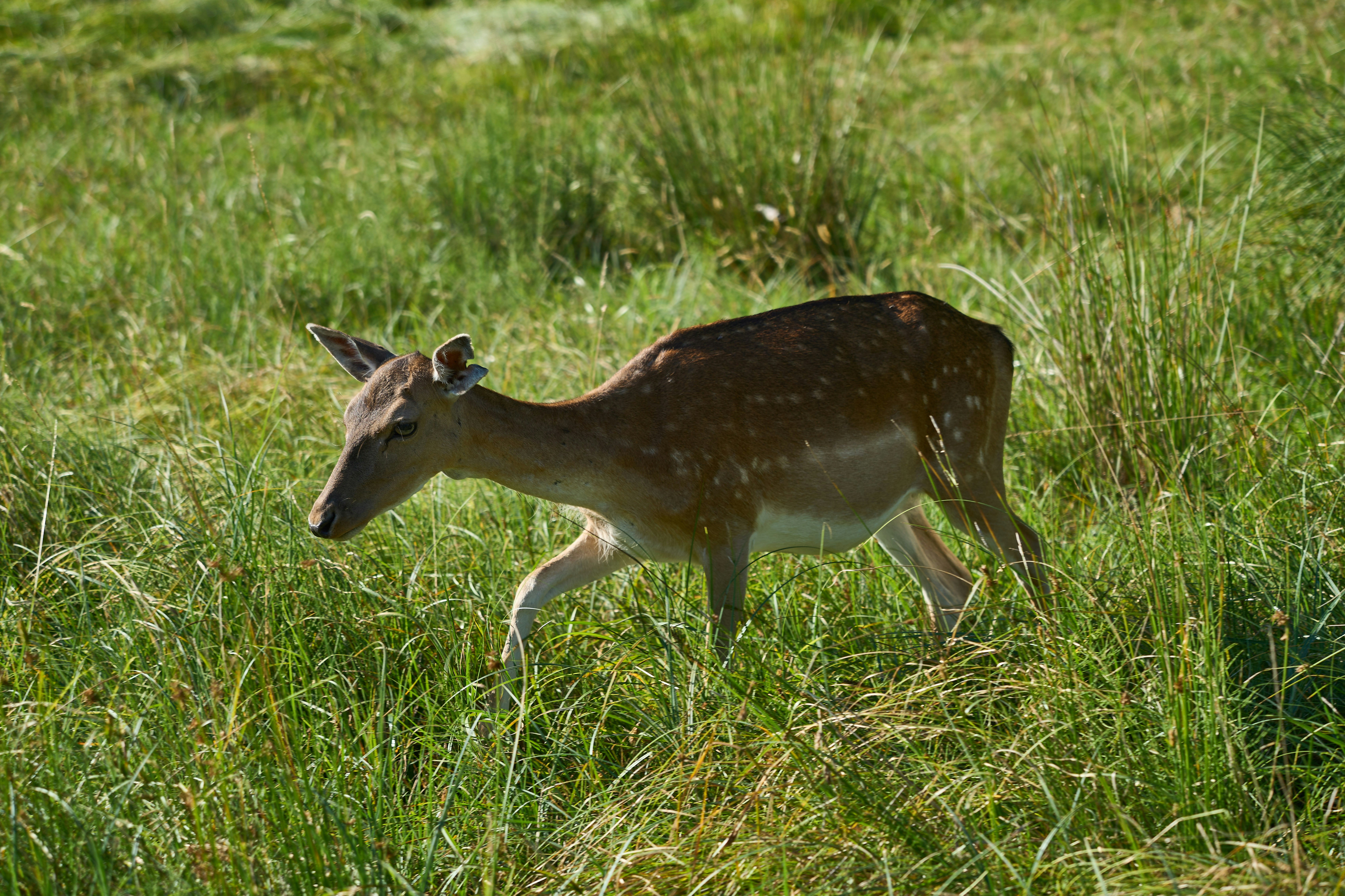 Photo by wolfgang_hasselmann