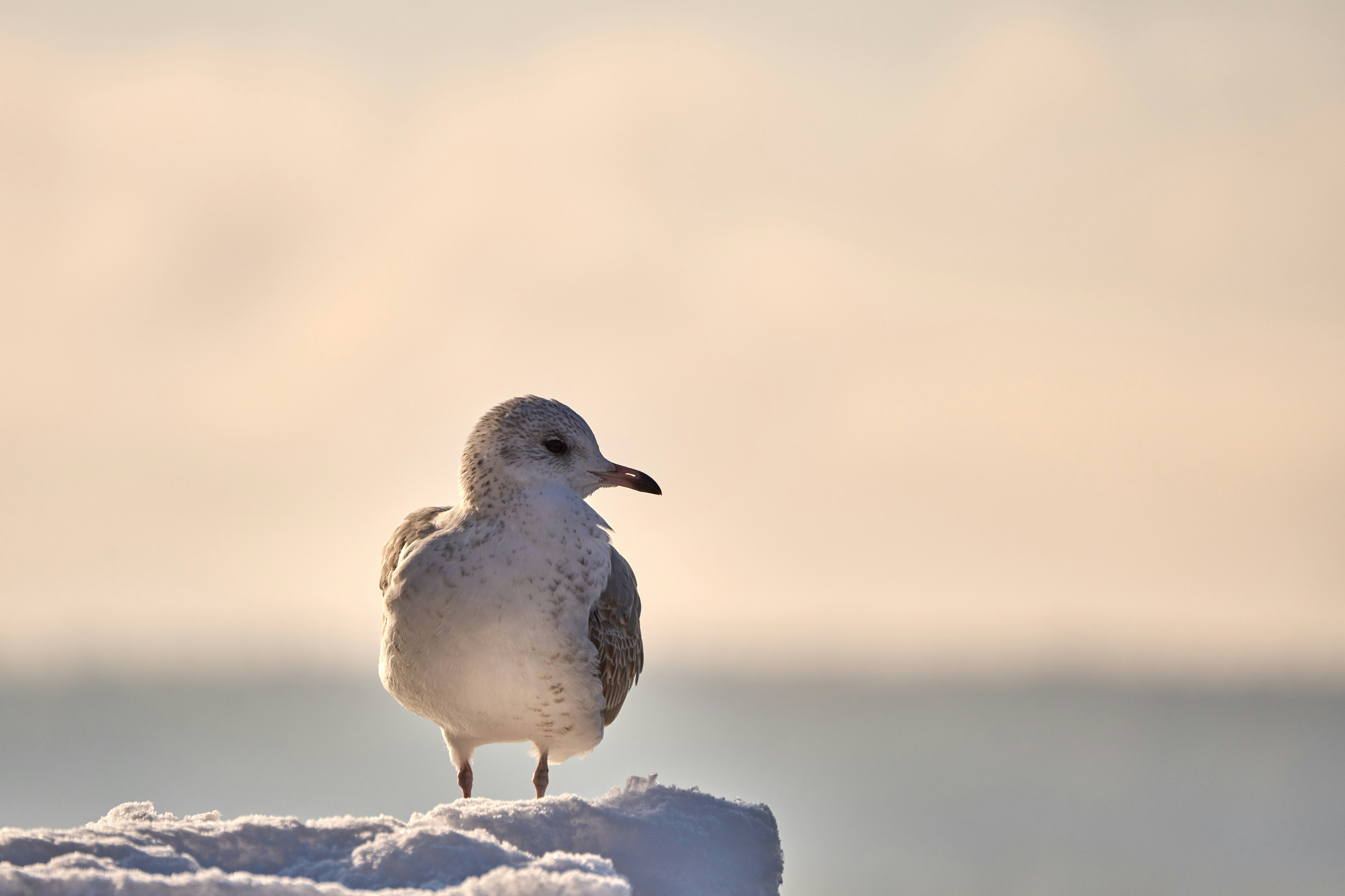 Photo by wolfgang_hasselmann