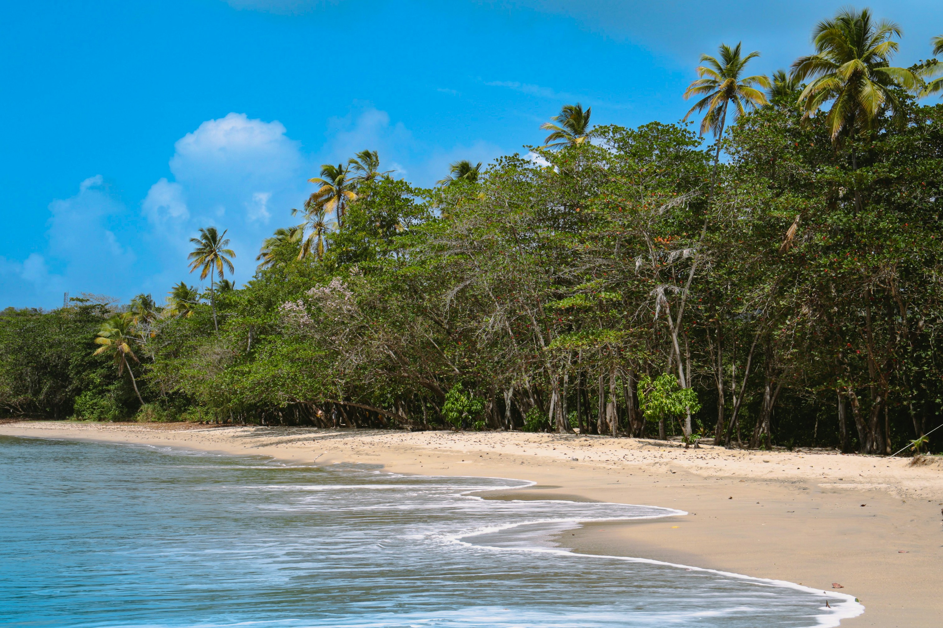 a sandy beach surrounded by trees and water