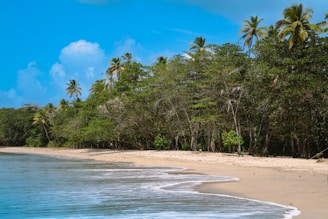 A serene beach with turquoise waves gently lapping against white sand and palm trees.