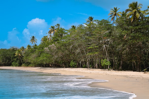A serene beach with turquoise waves gently lapping against white sand and palm trees.