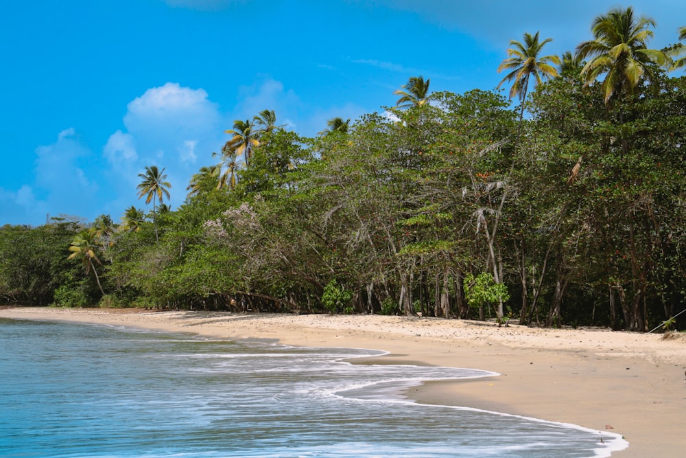 a sandy beach surrounded by trees and water