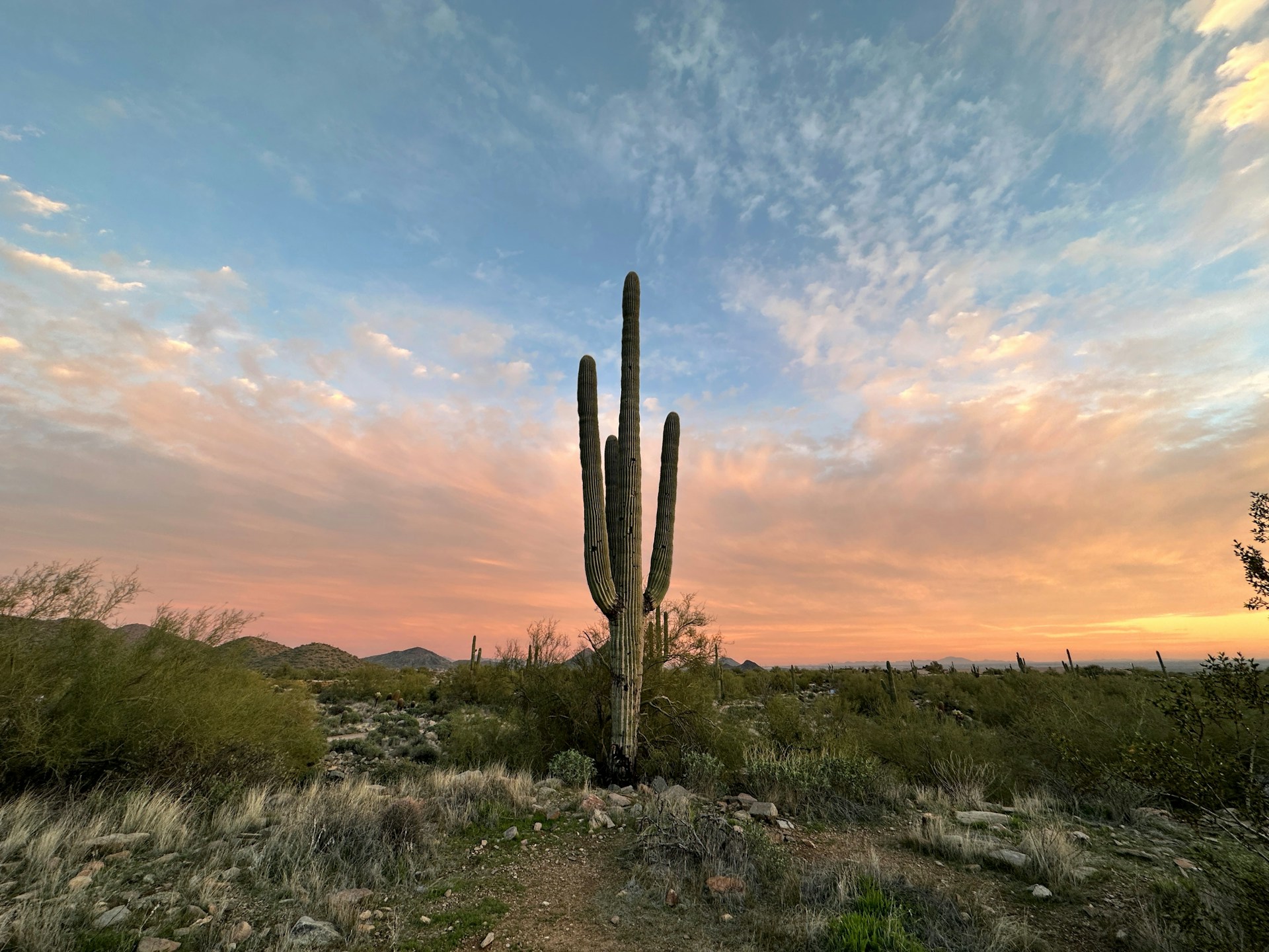 a large cactus in the middle of a field