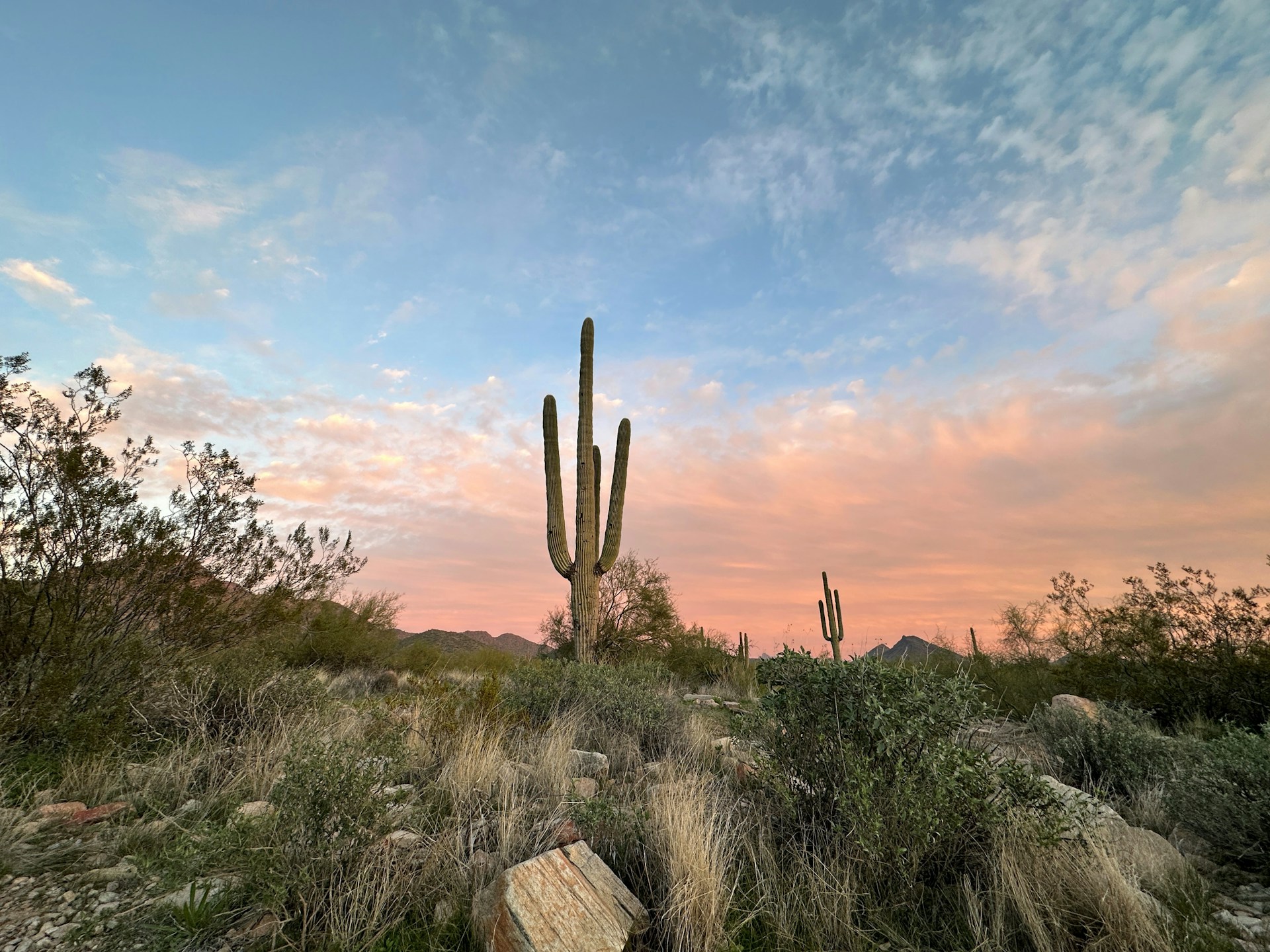 A towering saguaro cactus standing tall against a vivid sunset sky in the Sonoran Desert, with a silhouette of a mountain lion nearby.