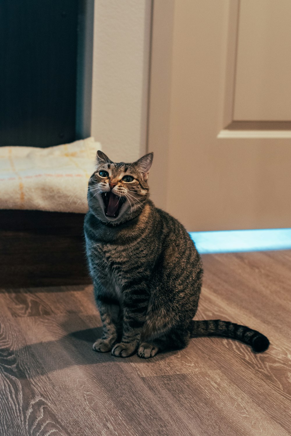a cat yawns while sitting on the floor