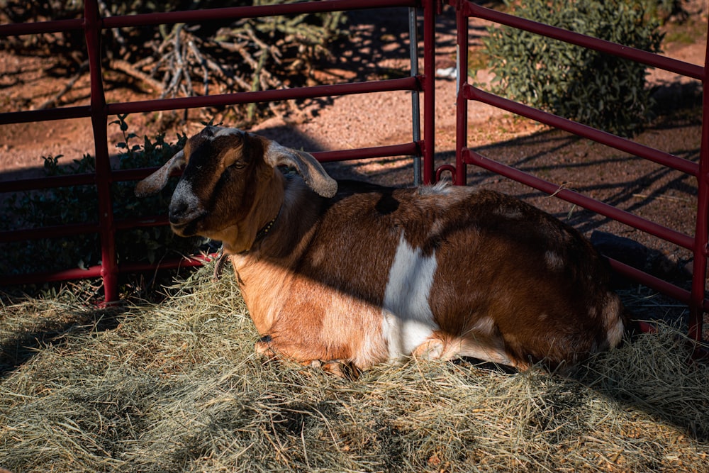 a brown and white goat sitting in hay in a pen