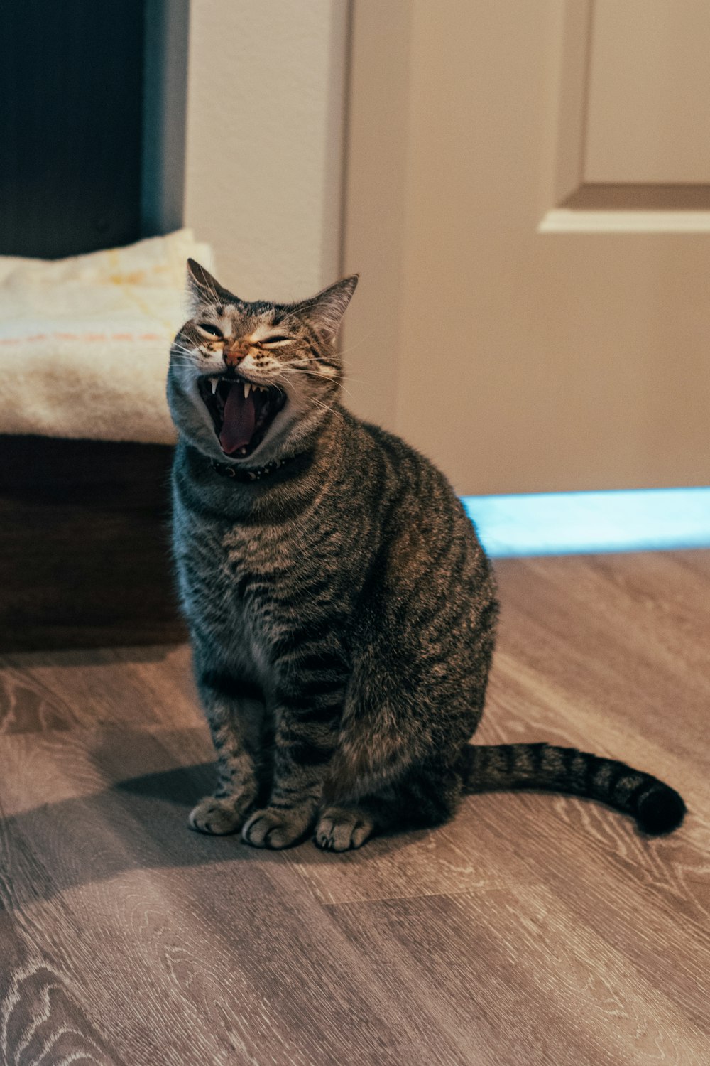 a cat yawns while sitting on the floor