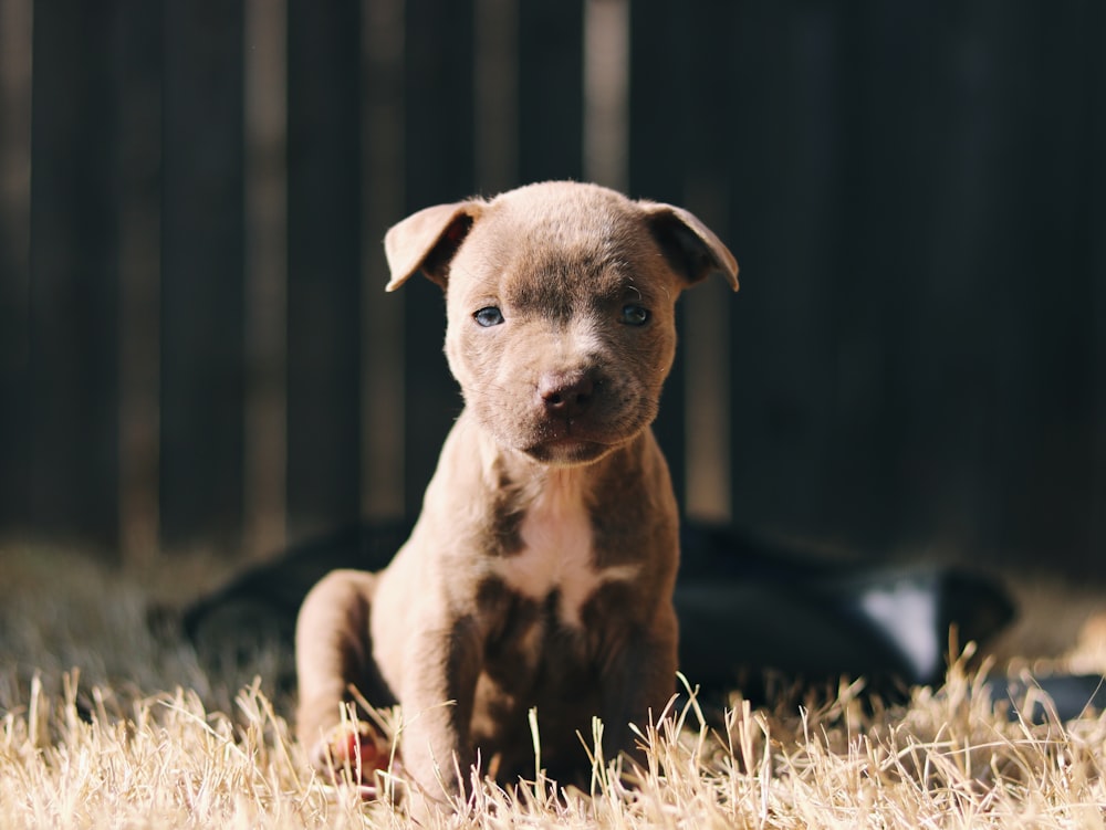 a puppy sitting in the grass looking at the camera