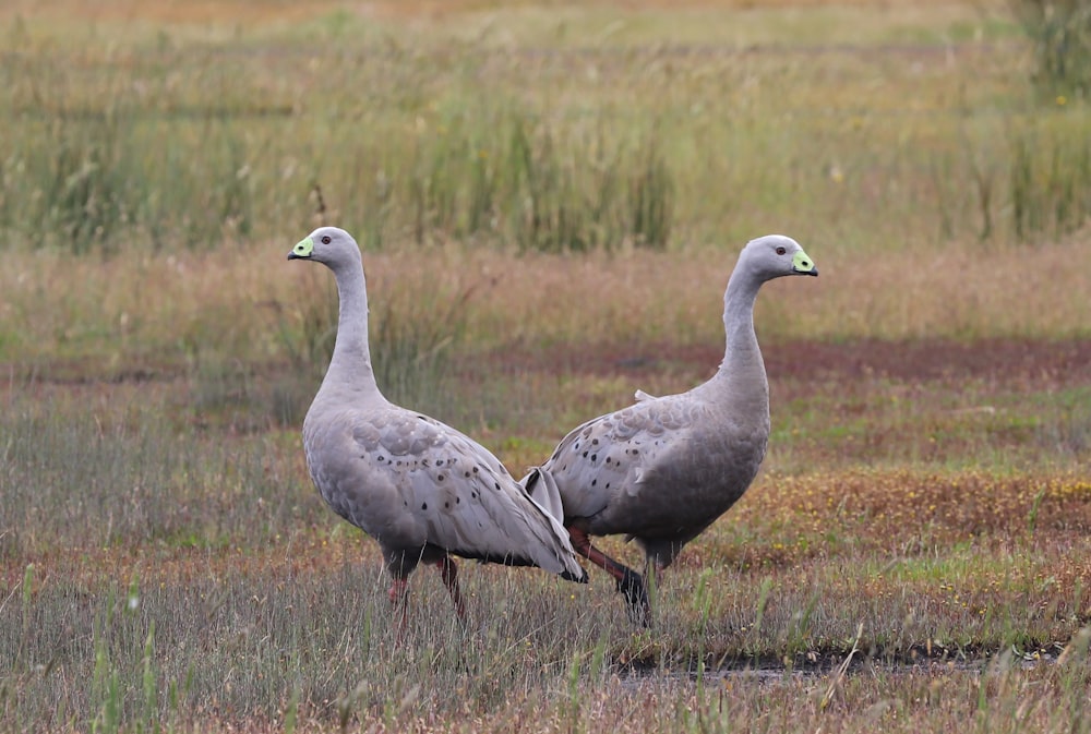 a couple of birds that are standing in the grass