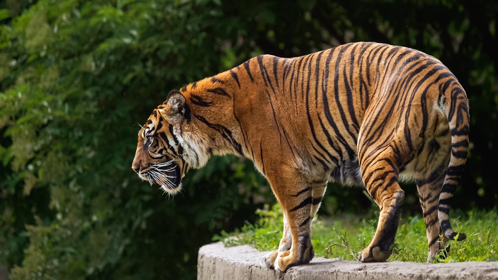 a large tiger walking across a lush green field