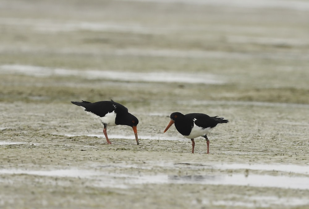 a couple of birds standing on top of a sandy beach