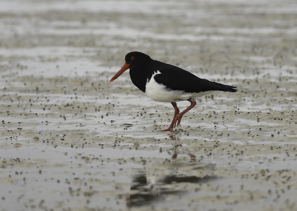 a black and white bird standing on a wet beach