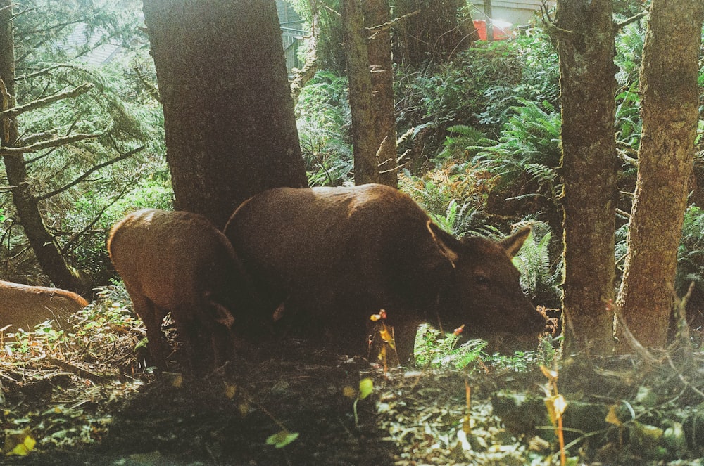 Un par de animales que están en el bosque