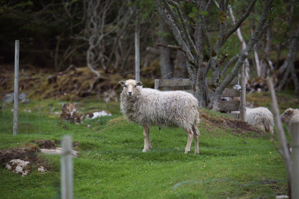 a sheep standing in a grassy field next to trees