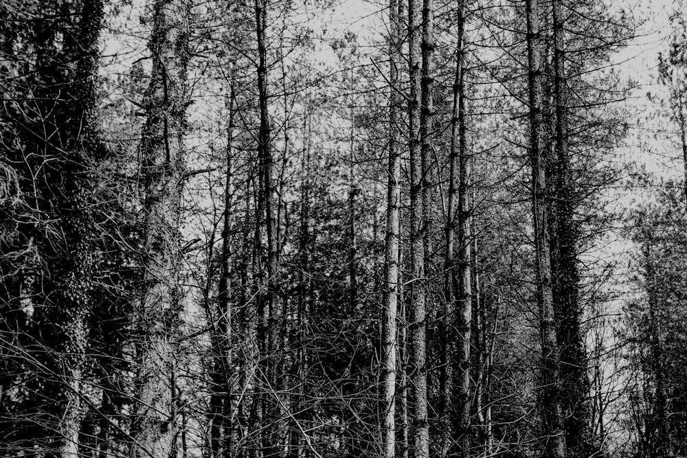 a black and white photo of a forest