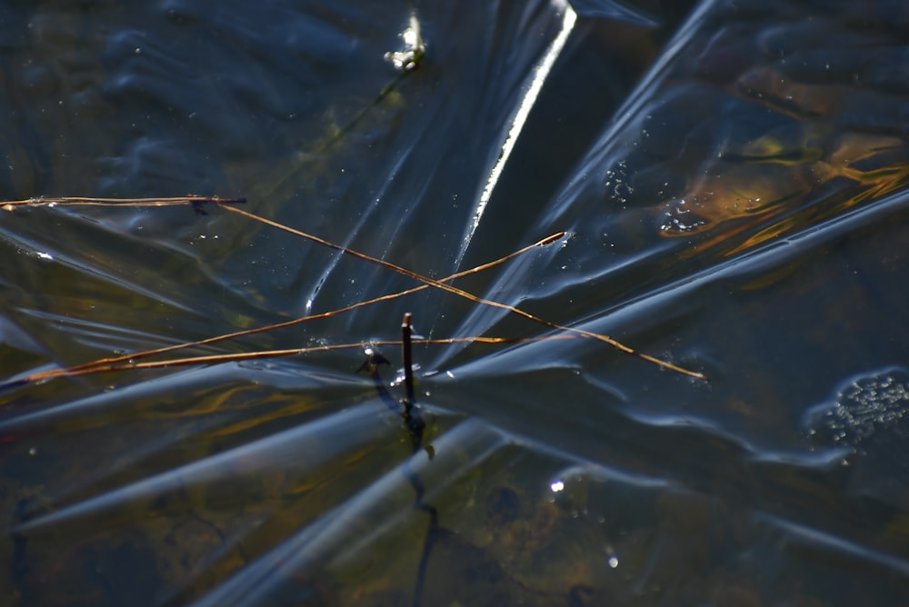 a close up of a water surface with some plants in it