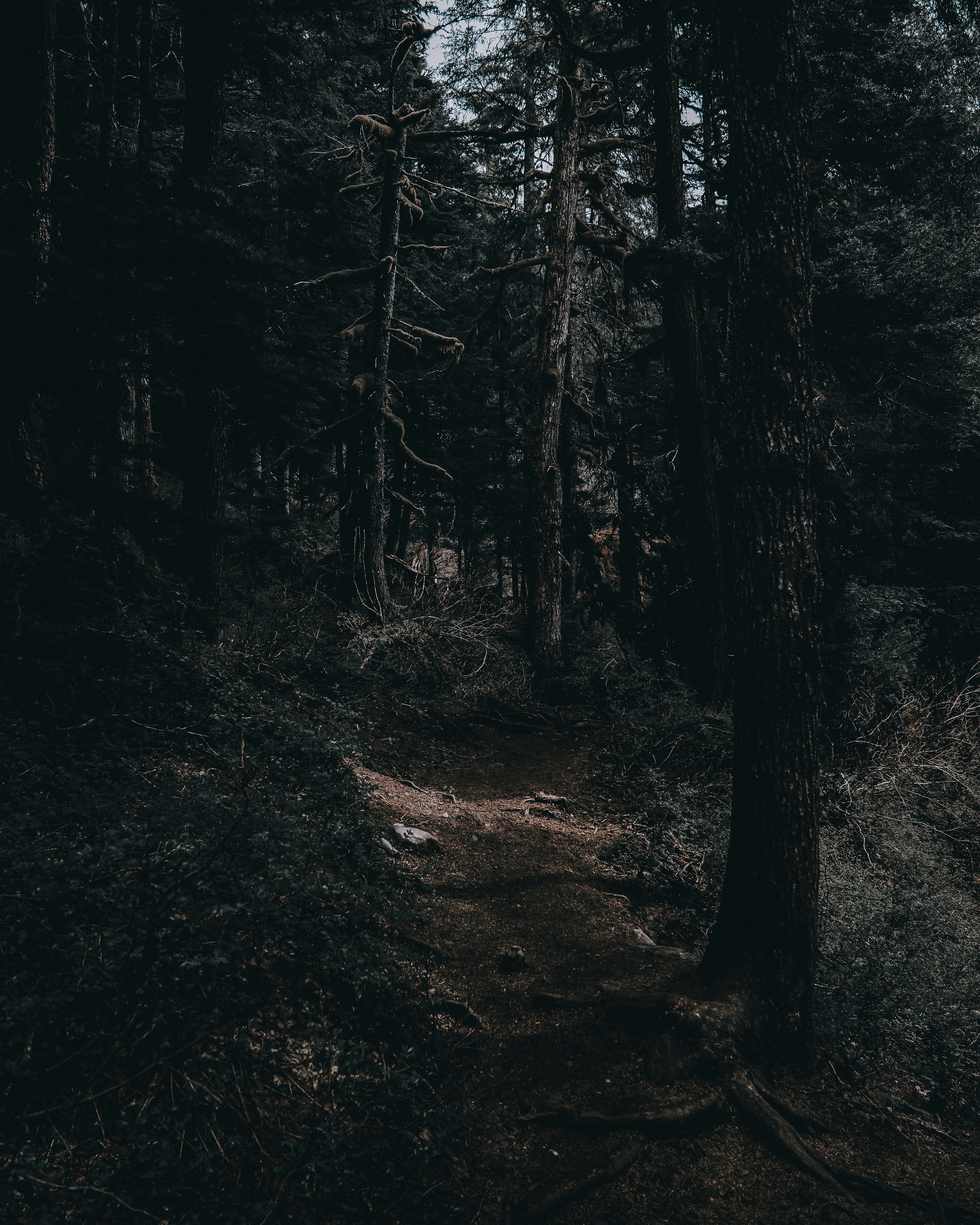 Whispers in the Wood