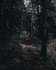 A shadowy forest path winding under a moonlit sky