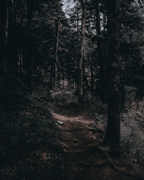 A shadowy forest path winding under a moonlit sky