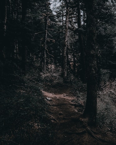 A shadowy forest path winding through twisted, gnarled trees under a stormy sky