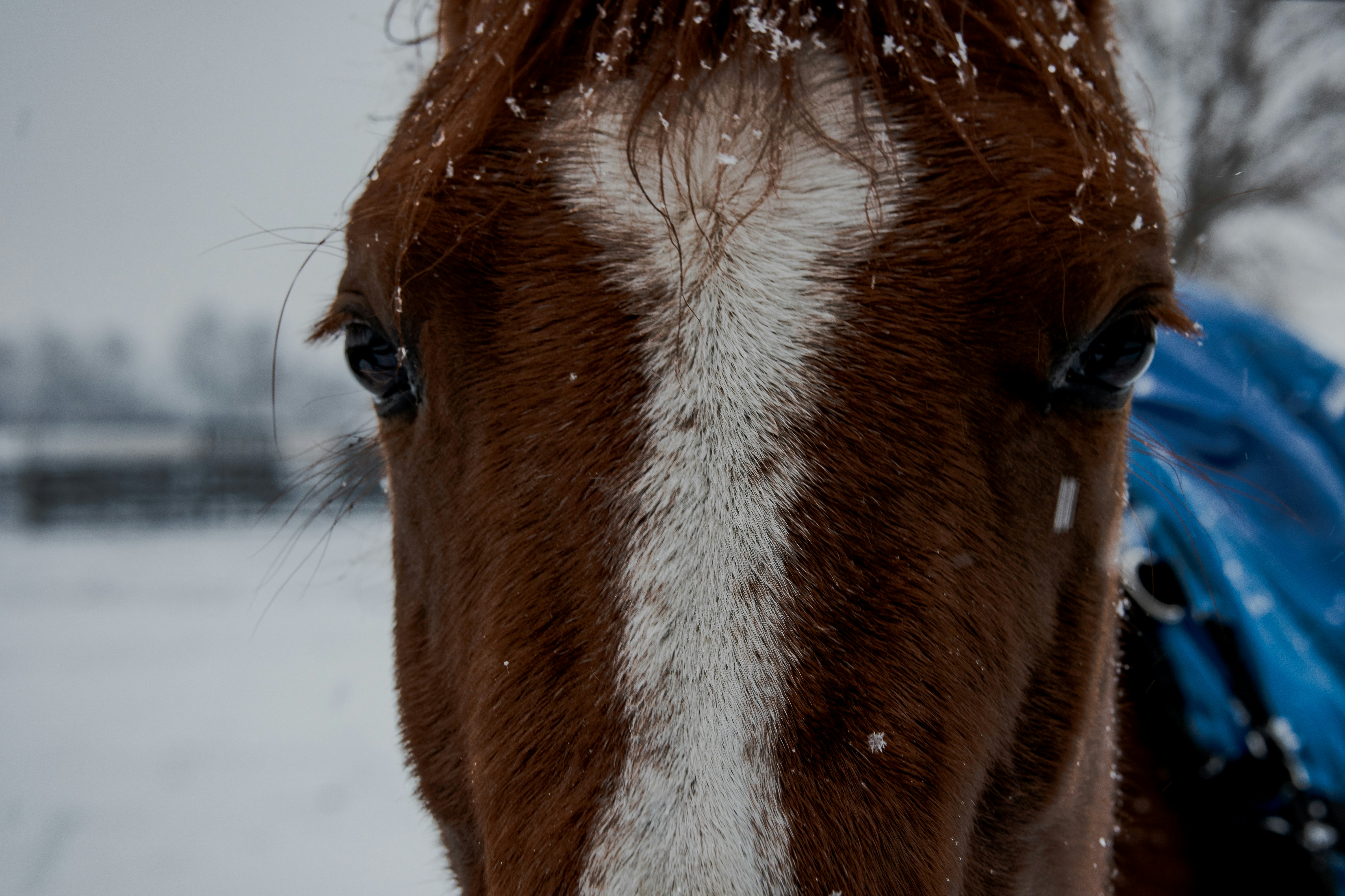 El Muermo Equino – Síntomas,  Causas y Prevención