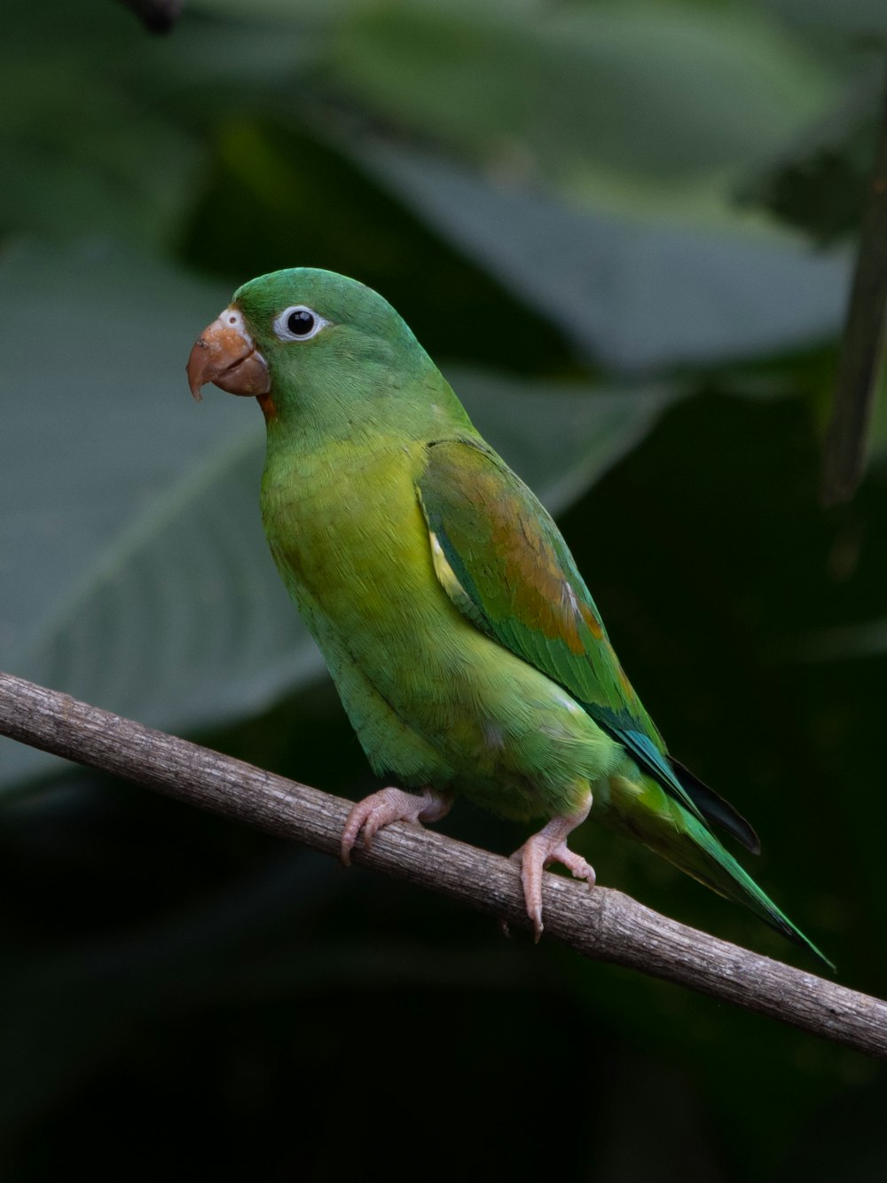 Un uccello verde è appollaiato su un ramo