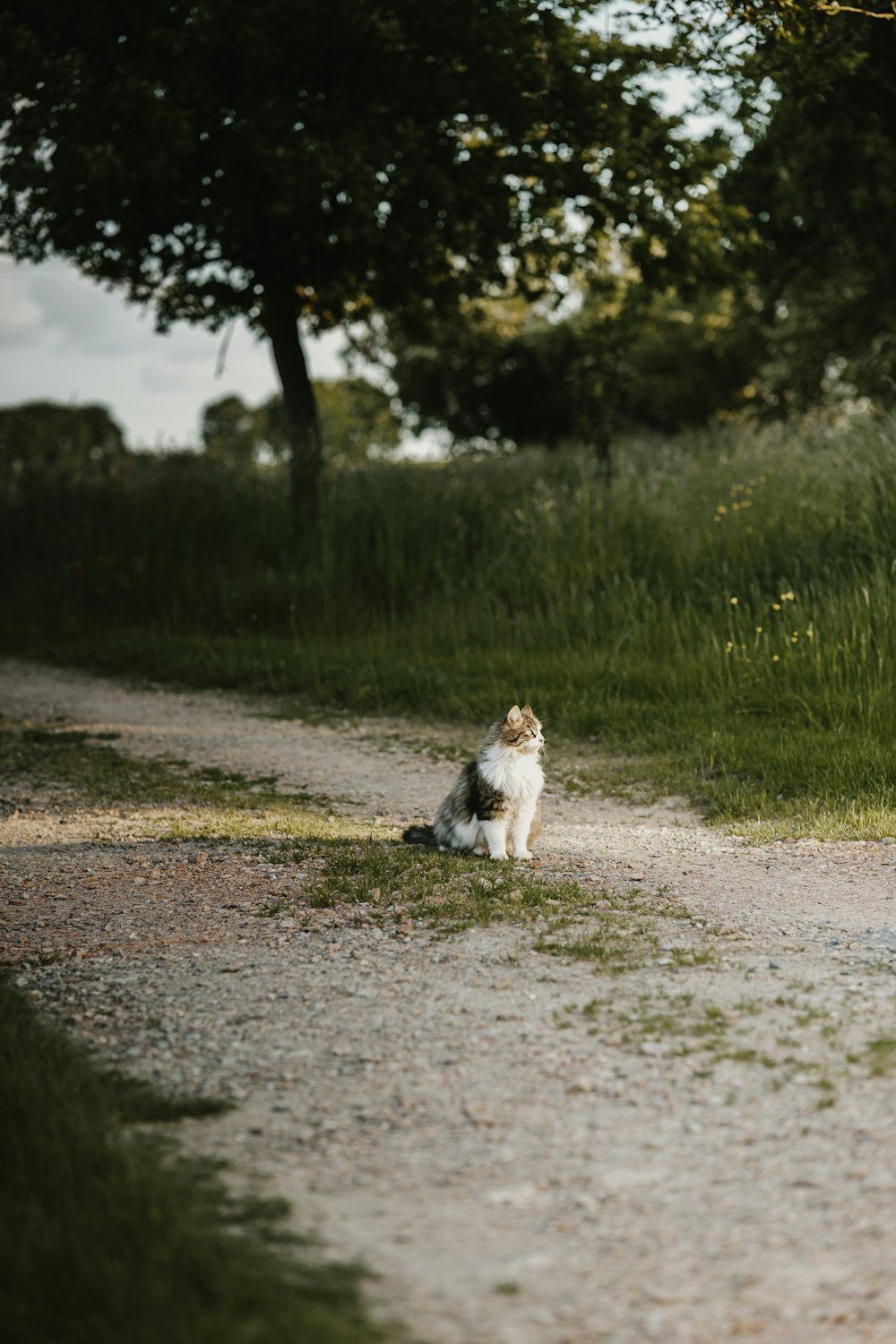 a cat sitting on the side of a dirt road