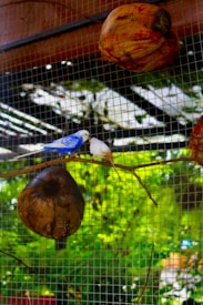 Two small birds perched on a branch inside an enclosure with a mesh grid. One bird is predominantly blue and white, while the other is a lighter color. Several large seed pods or coconuts hang from the ceiling structure of the enclosure.