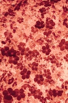 a bunch of red flowers on a white background