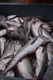 A pile of silver-gray fish with shiny scales, stacked together in a container. Some fish are overlapping, showing their slender bodies and fins.