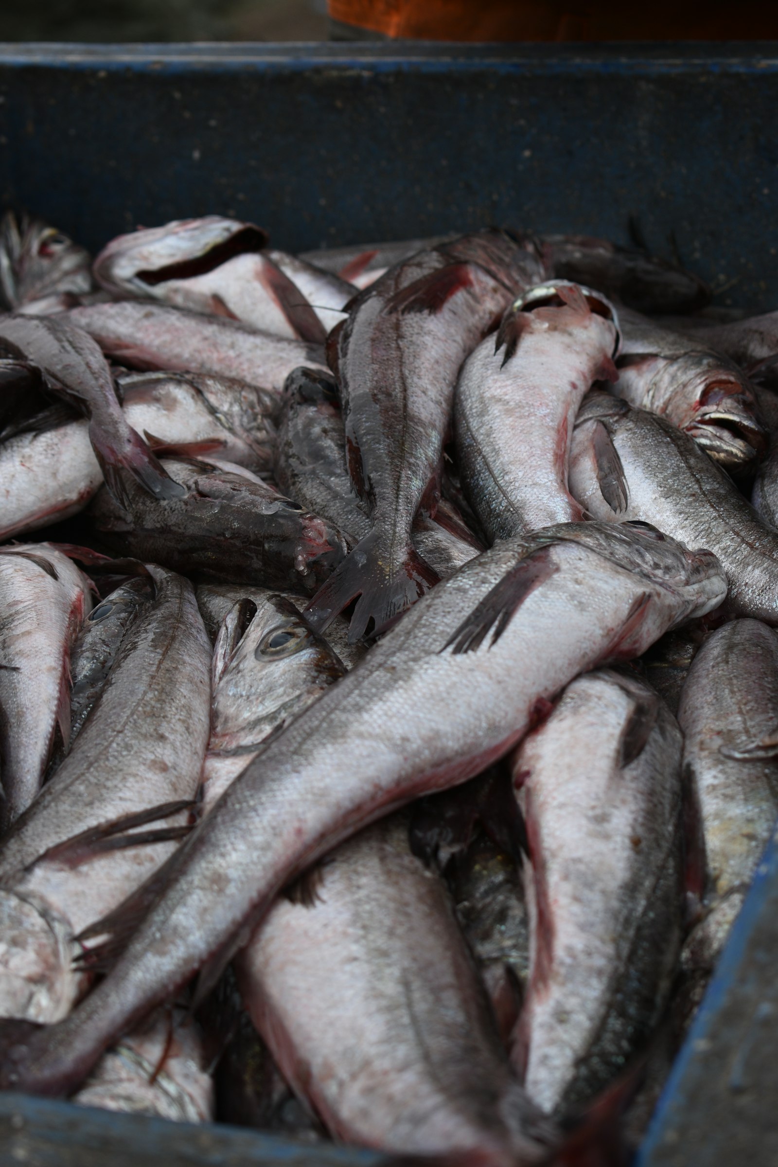 Fersk hvitfisk i fiskekasse hos fiskehandler i Bergen, klar for filetering og hjemlevering