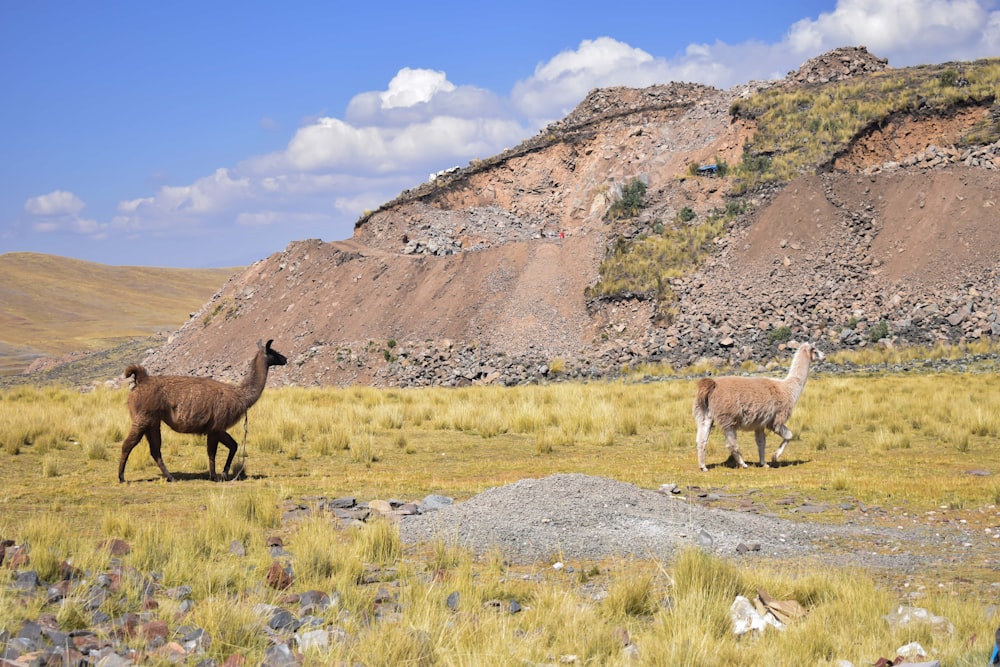 a couple of llamas walking across a grass covered field