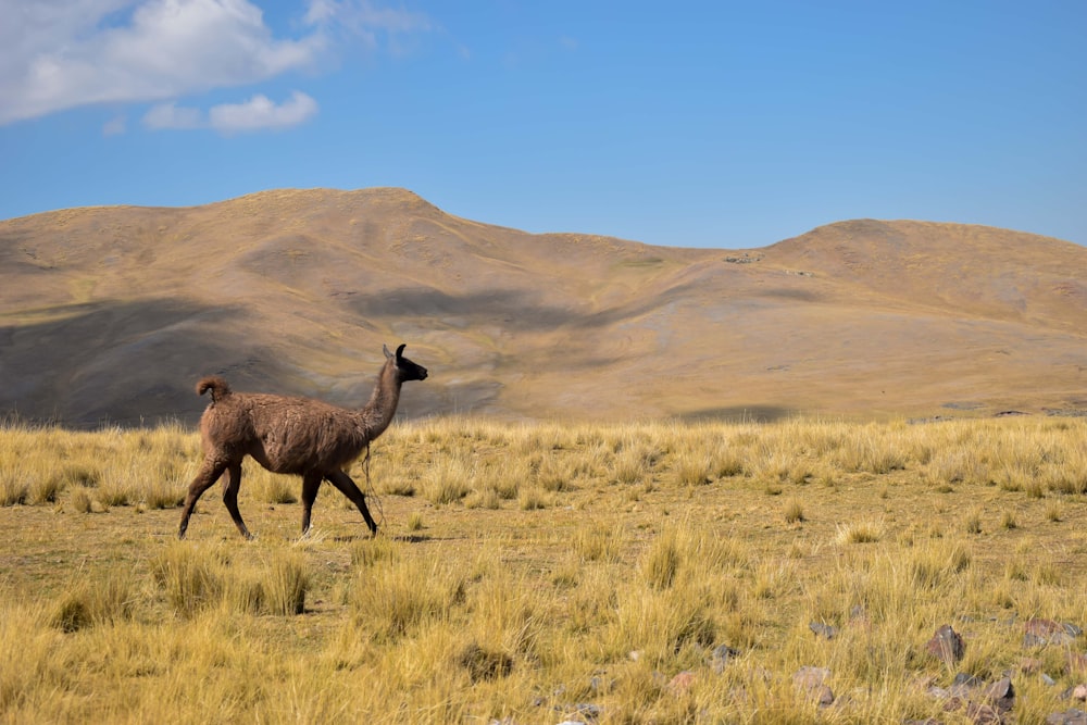a llama walking across a dry grass field