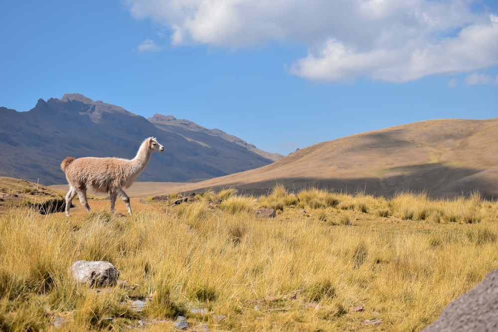 a llama in a field with mountains in the background