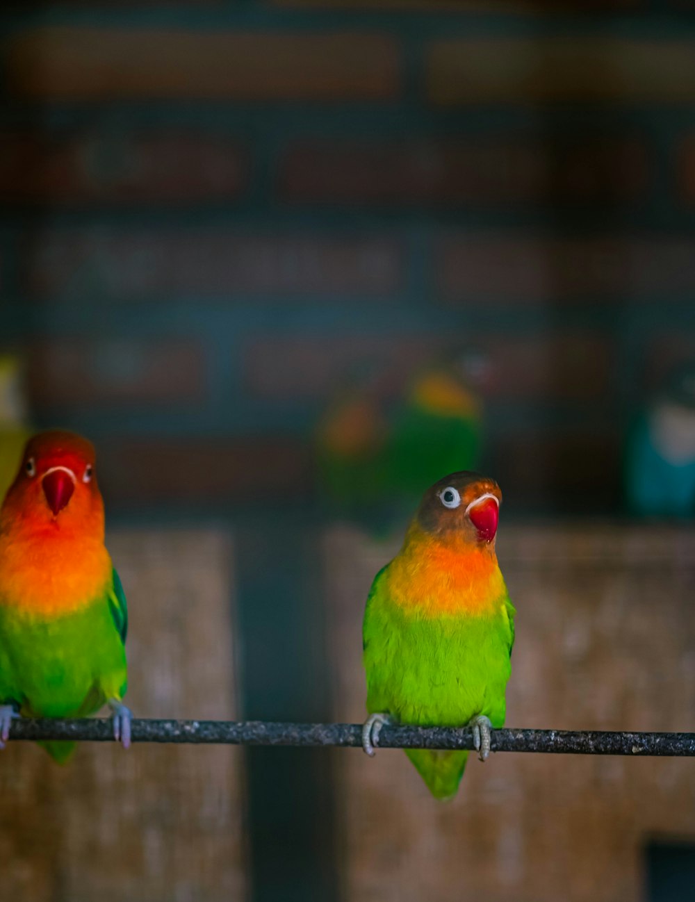 two colorful birds sitting on a wire next to each other