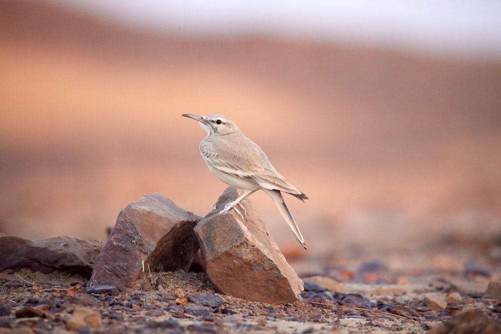 a small bird sitting on top of a rock