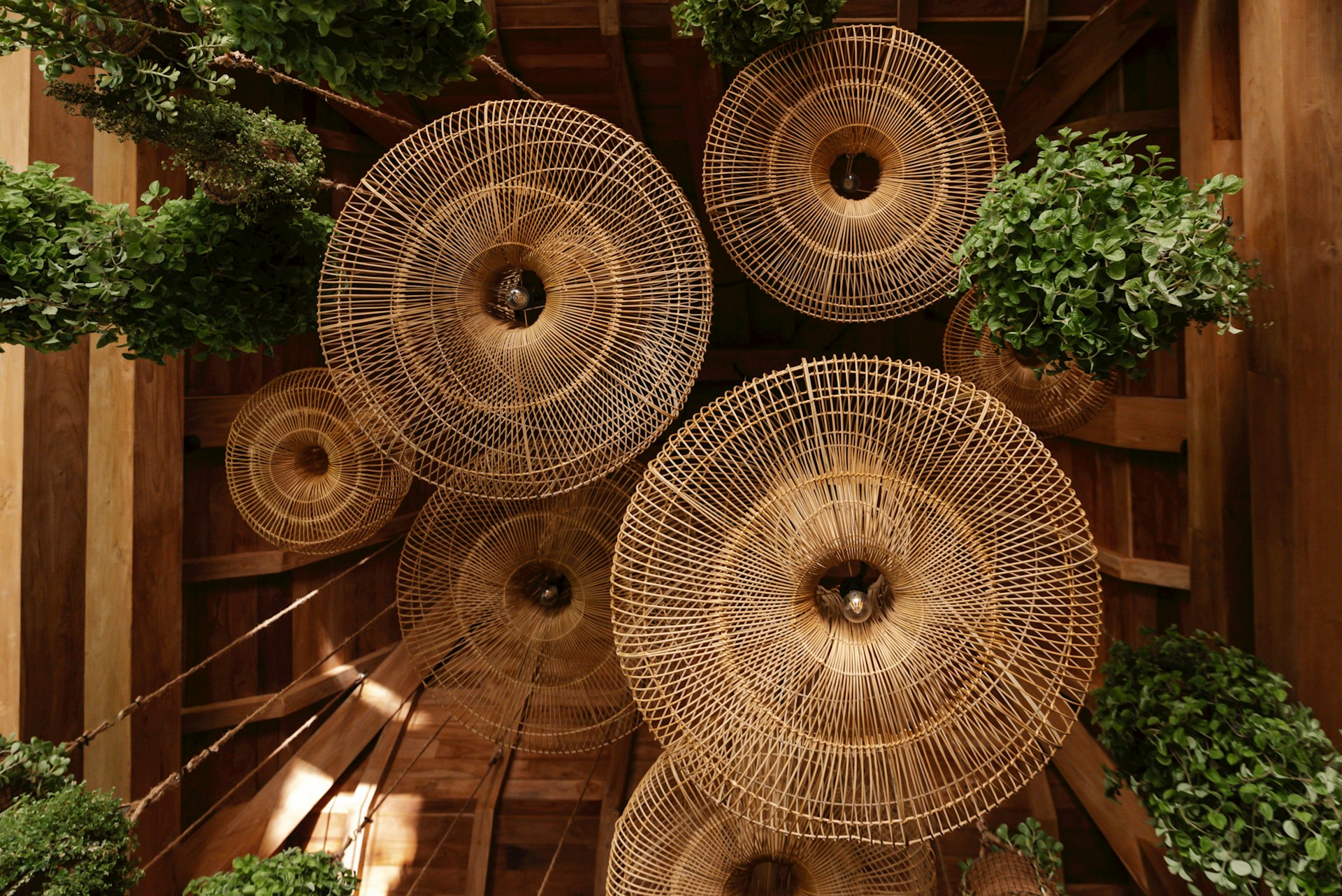 a bunch of plants that are inside of a wooden structure