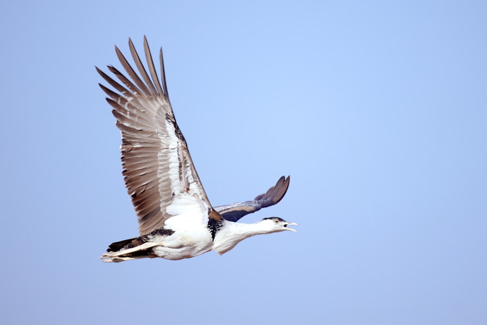 Un grande uccello che vola attraverso un cielo blu
