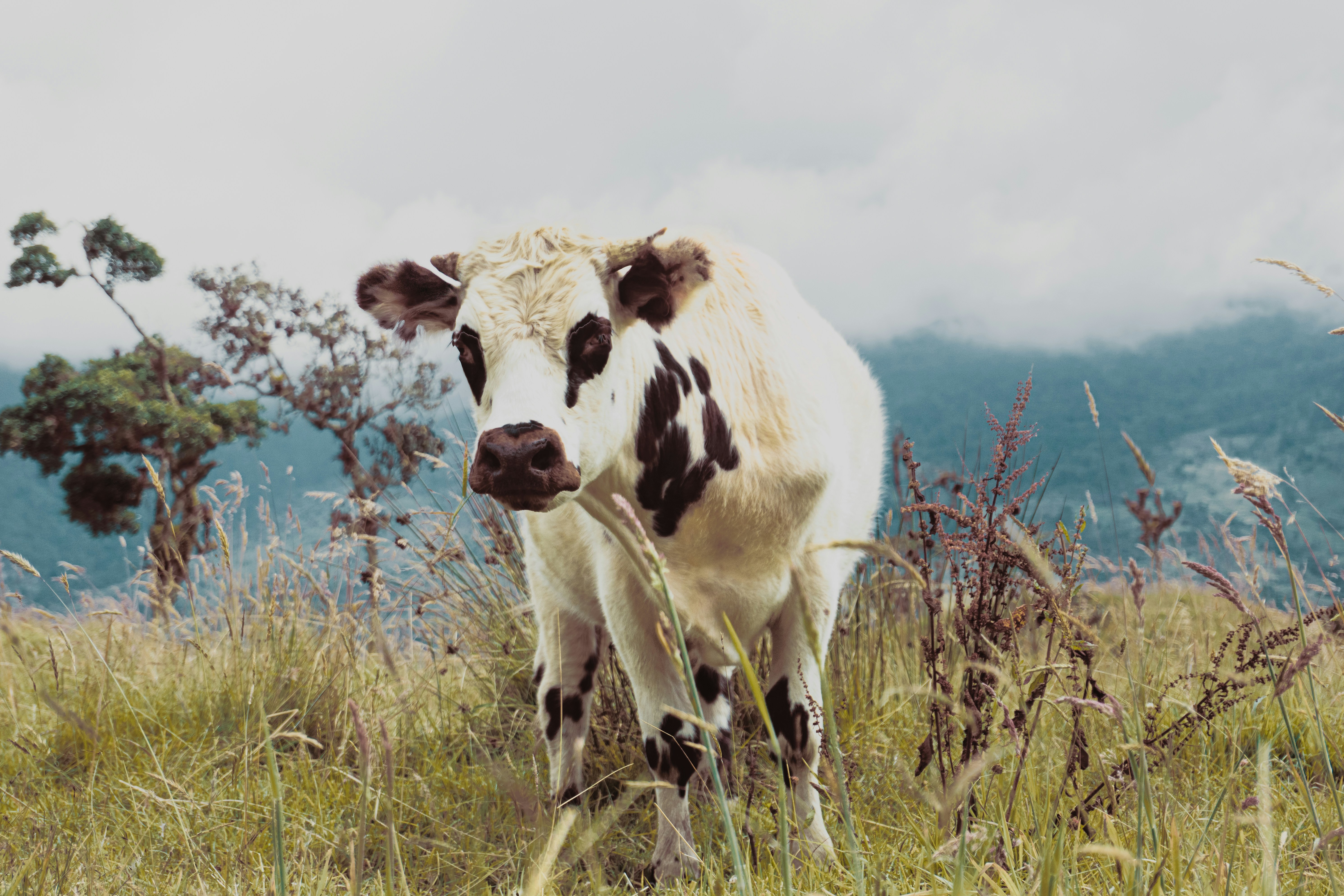 a brown and white cow standing on top of a grass covered field