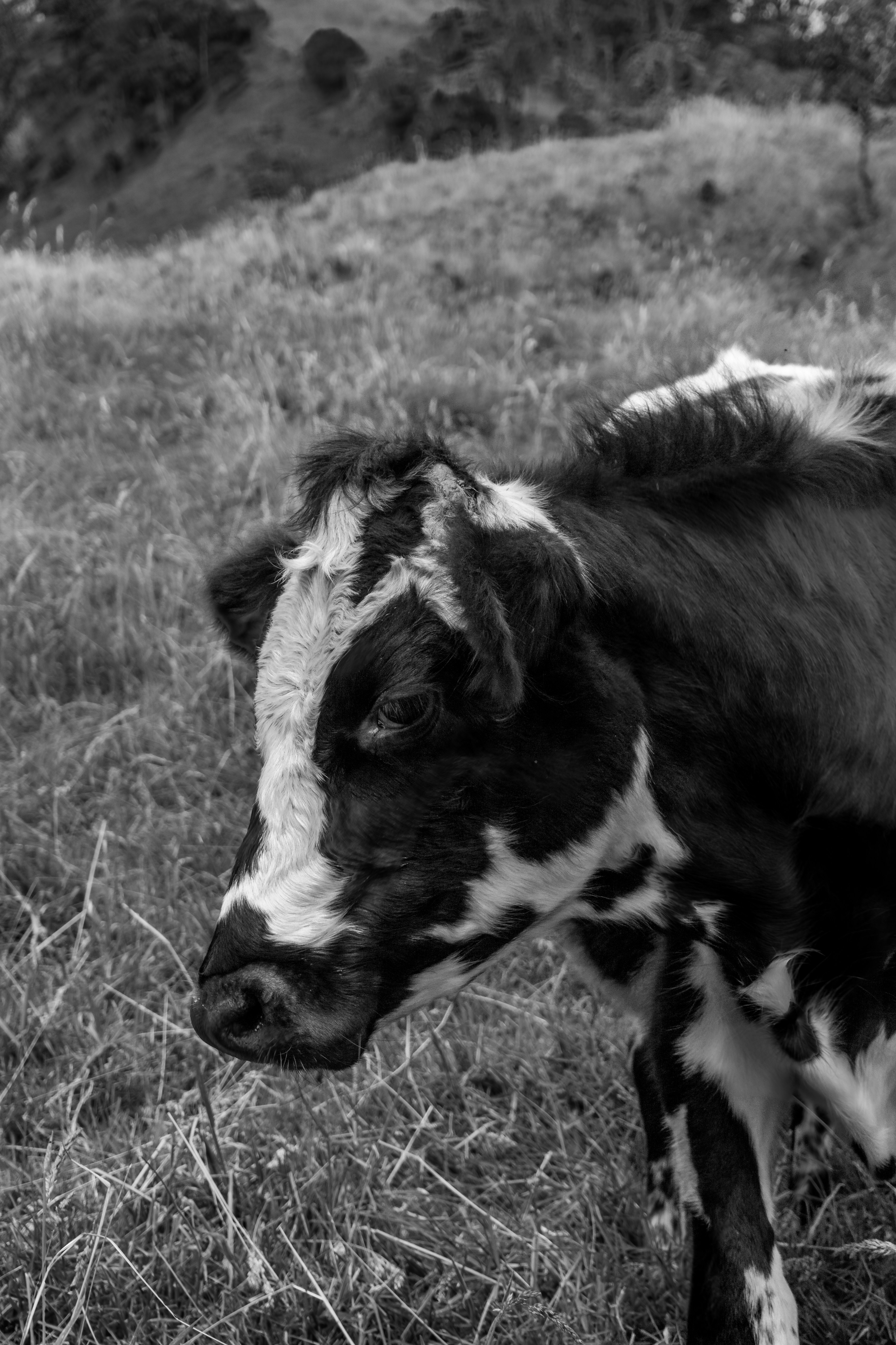 a black and white cow standing in a field