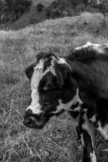 A black and white photo focusing on a close-up of a cow with distinct white markings on its head and face. The cow is standing in a grassy field, and the background features rolling hills and sparse trees.