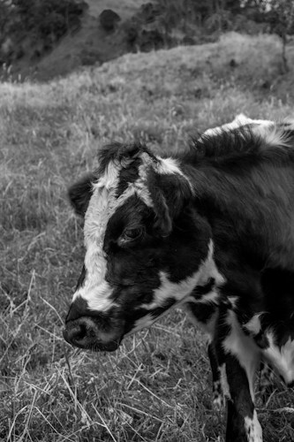 A black and white photo focusing on a close-up of a cow with distinct white markings on its head and face. The cow is standing in a grassy field, and the background features rolling hills and sparse trees.
