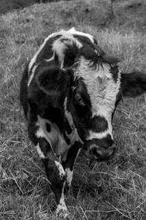 Close-up of a Normande cow with a gentle expression in a green field.