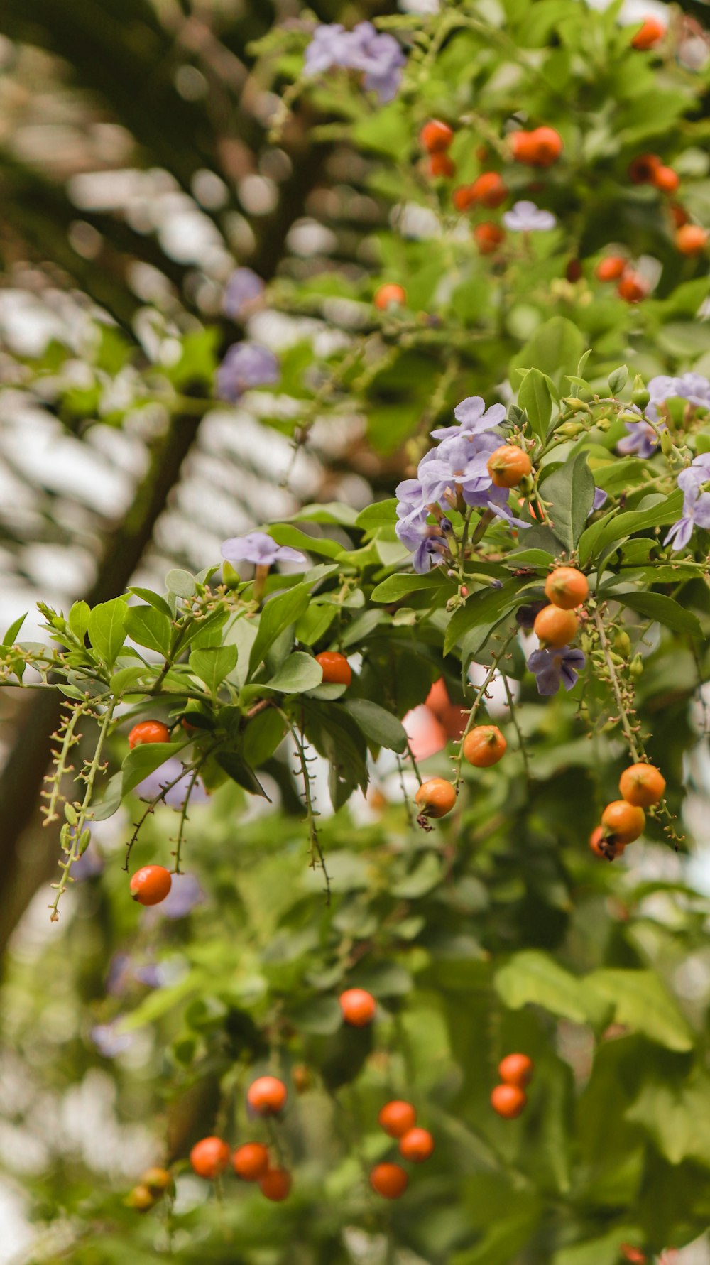 a bunch of orange and blue flowers growing on a tree