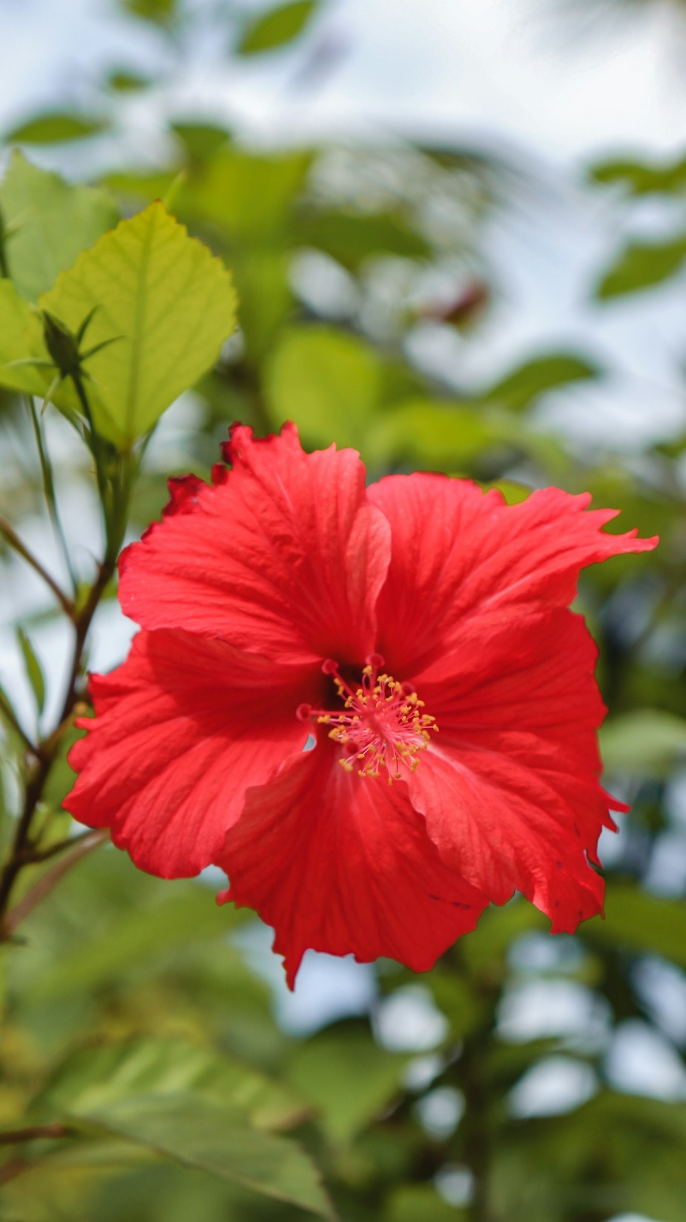 a red flower with green leaves in the background