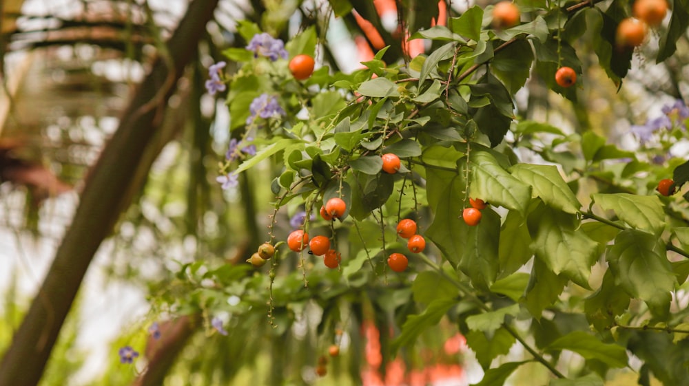 a bunch of berries hanging from a tree