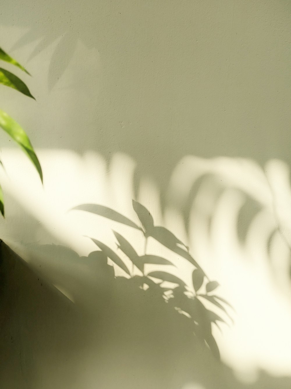 a plant casts a shadow on a wall